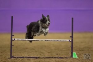 Manda-300×201 Photo of Dog Agility